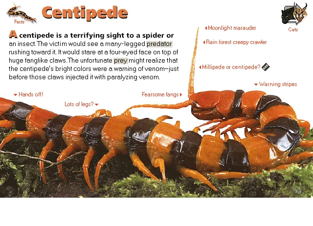 Centipede