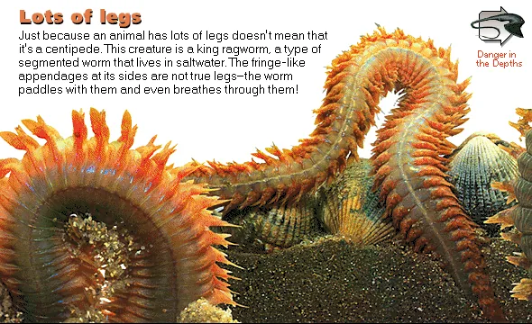 Lots of legs
