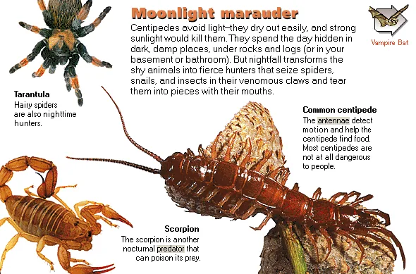 Moonlight marauder