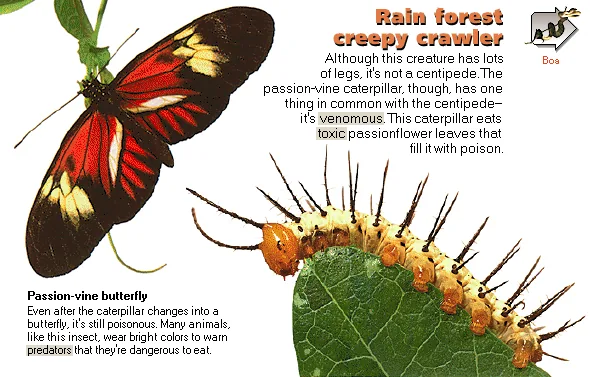 Rain forest creepy crawler