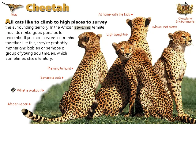 Cheetah
