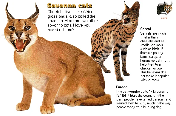 Savanna cats
