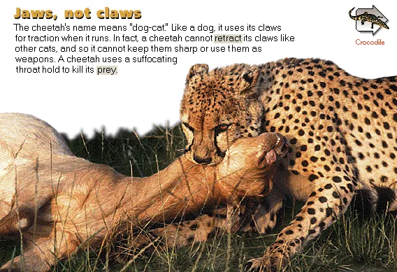 Jaws, not claws