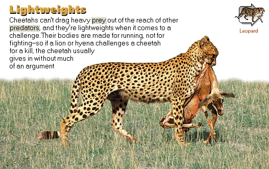 Lightweights