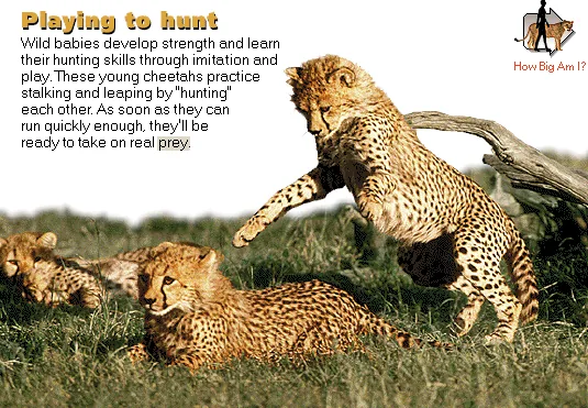 Playing to hunt