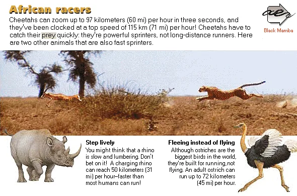 African racers