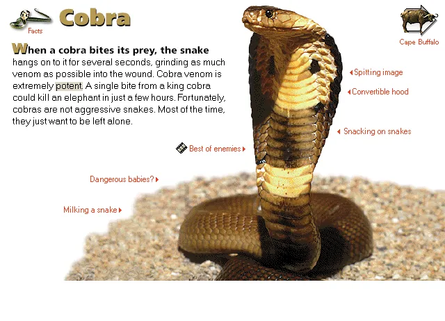 Cobra