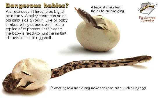 Dangerous babies?