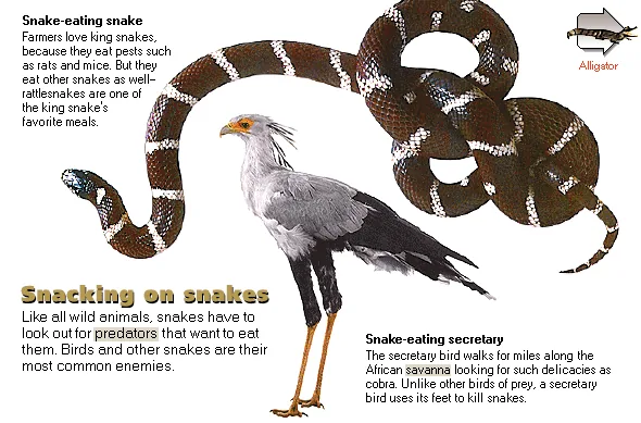 Snacking on snakes