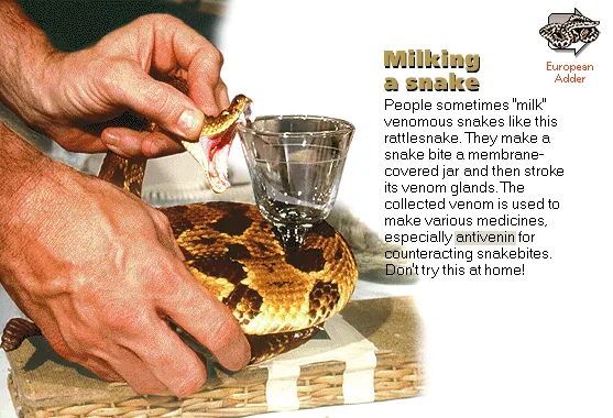Milking a snake