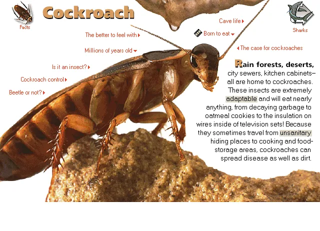 Cockroach