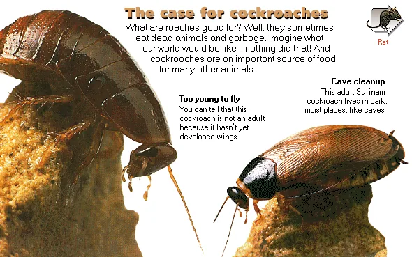 The case for cockroaches