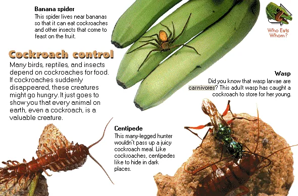 Cockroach control