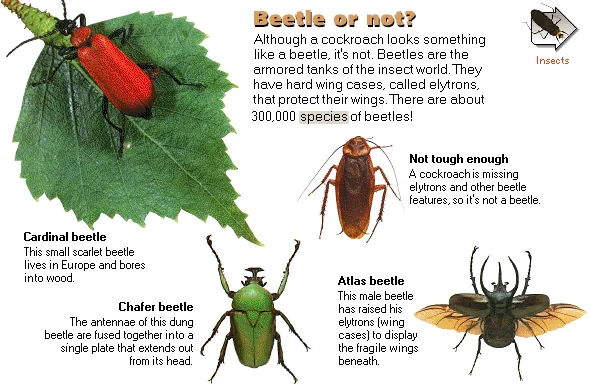 Beetle or not?