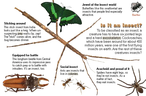Is it an insect?
