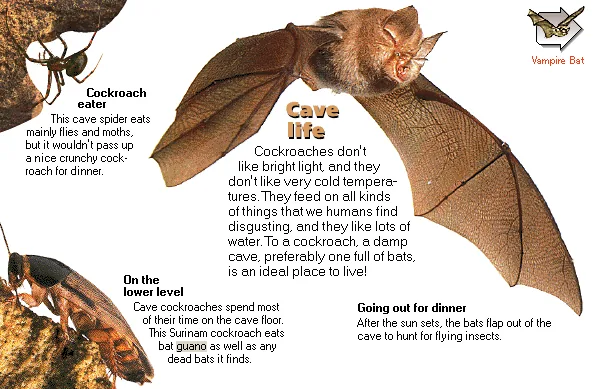 Cave life