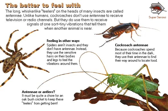 The better to feel with