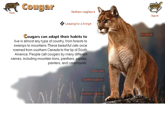 Cougar