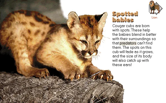 Spotted babies