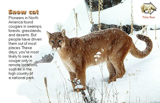 Snow cat
