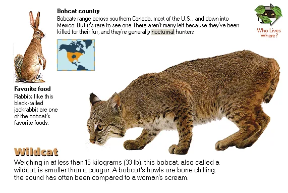 Wildcat