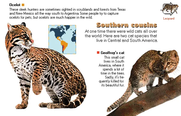 Southern cousins