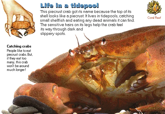 Life in a tidepool