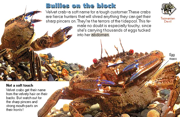 Bullies on the block