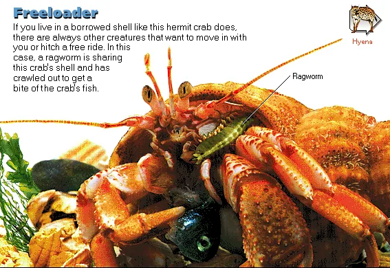 Freeloader