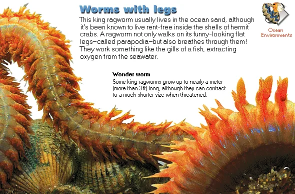 Worms with legs