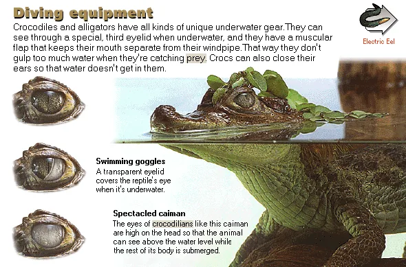 Diving equipment