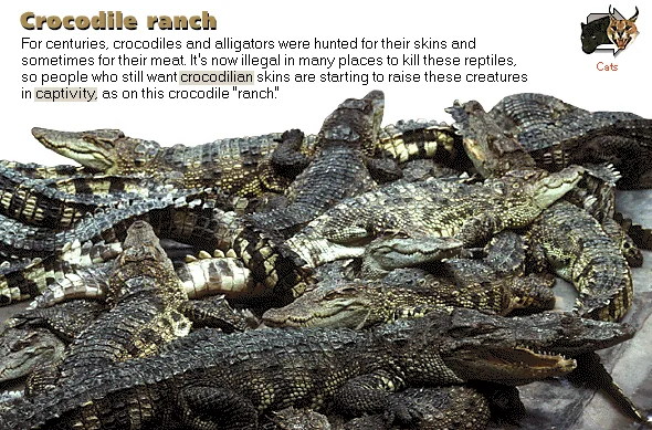 Crocodile ranch