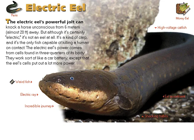 Electric Eel