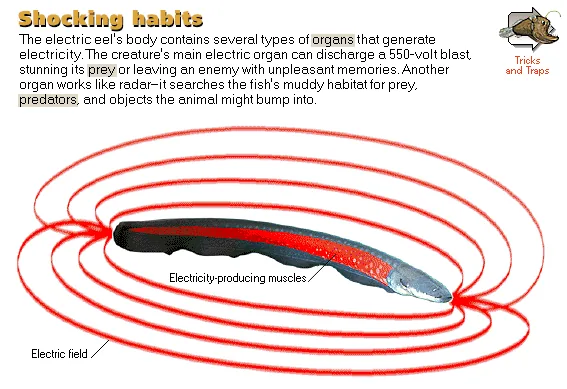 Shocking habits