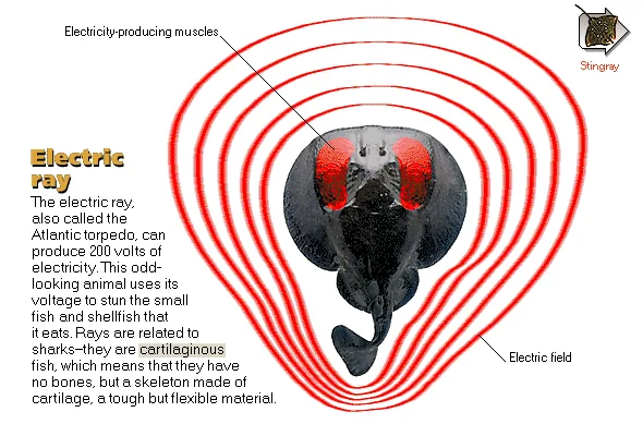 Electric ray