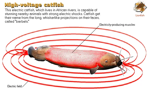 High-voltage catfish