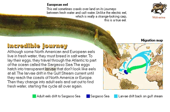 Incredible journey