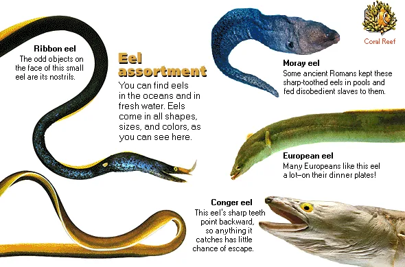 Eel assortment