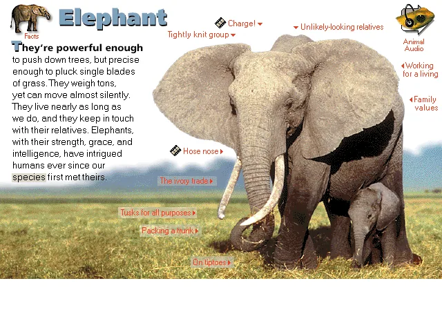 Elephant