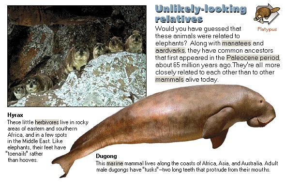Unlikely-looking relatives
