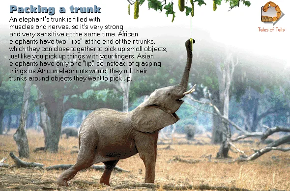 Packing a trunk
