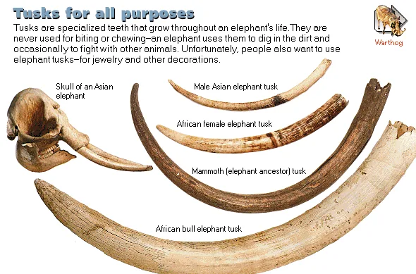 Tusks for all purposes
