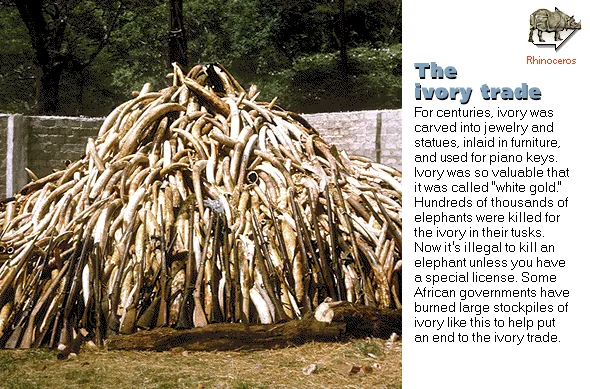 The ivory trade