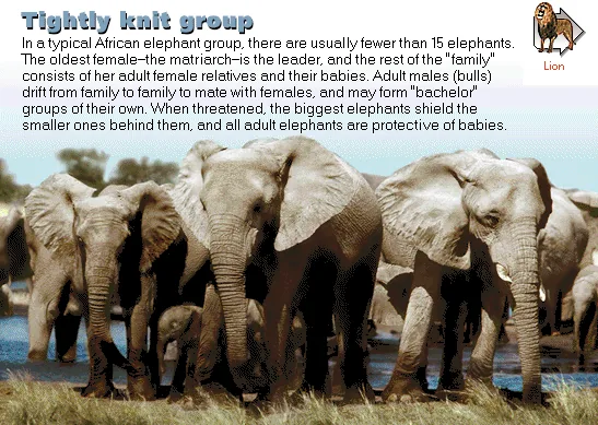 Tightly knit group