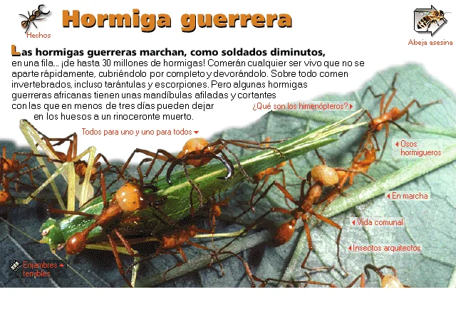 Hormiga guerrera