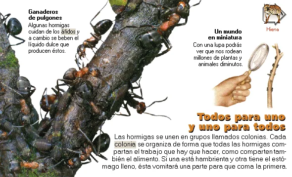Todos para uno y uno para todos