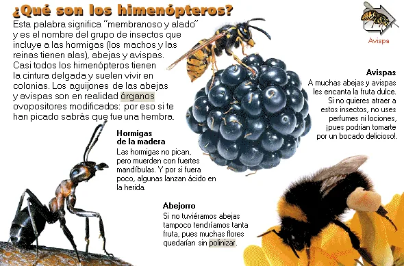 ¿Qué son los himenópteros?