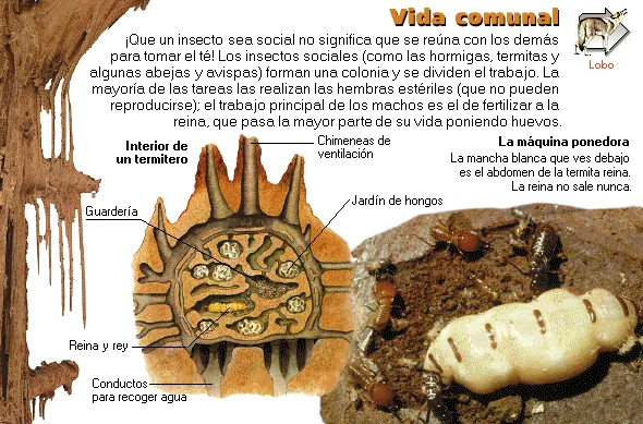 Vida comunal