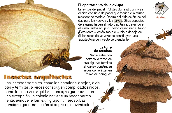 Insectos arquitectos