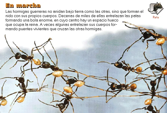 En marcha